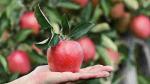 Ukrainische Äpfel: neue Ernte und Marktpreise